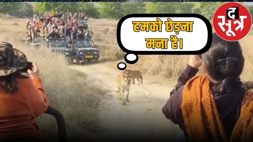 panna tiger