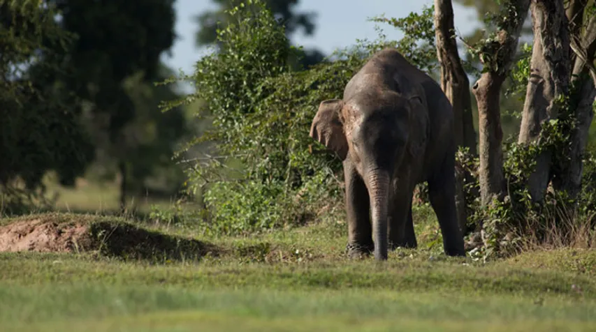 sri lanka elephant kills buddhist monk News - Latest sri lanka elephant