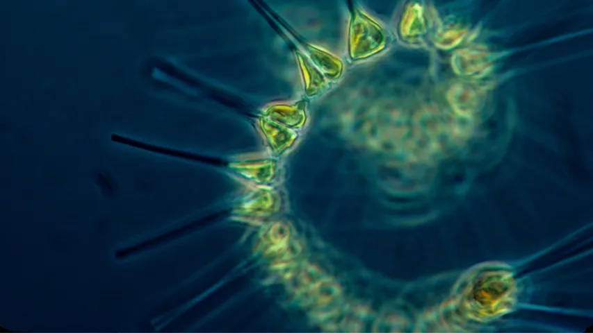 what-is-phytoplanktons-news-latest-what-is-phytoplanktons-news