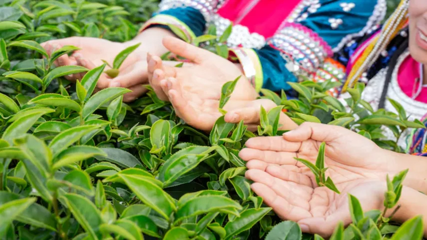 Legacy of Darjeeling Tea 2
