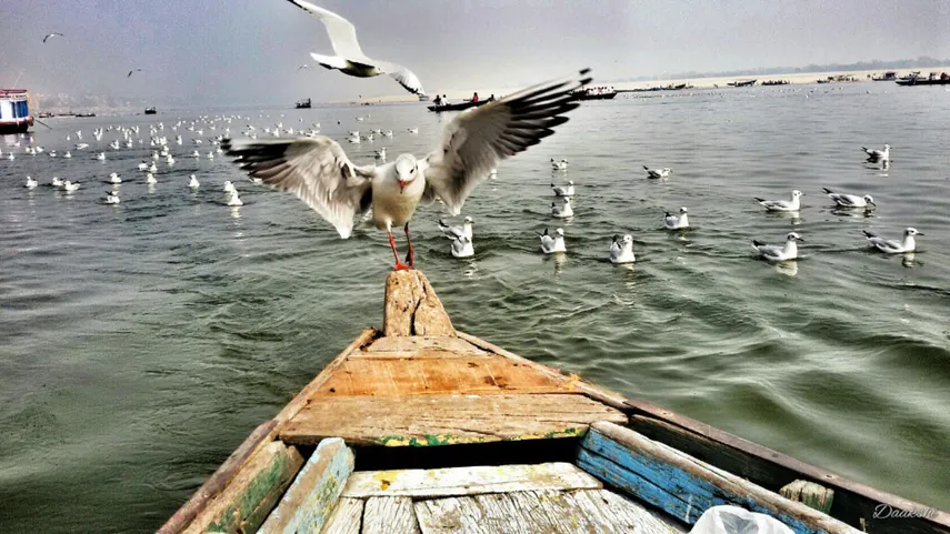siberian birds5