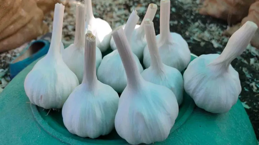 Ratlam Riyawan Lahsun