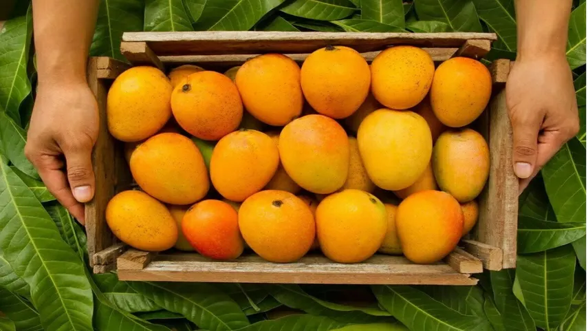 Alphonso Mangoes in Shrivardhan Beach