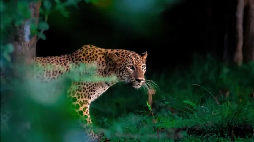 leopard safari at Sanjay Gandhi National Park