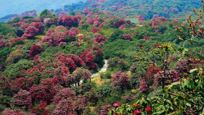 Gangtok, Sikkim – Rhododendrons