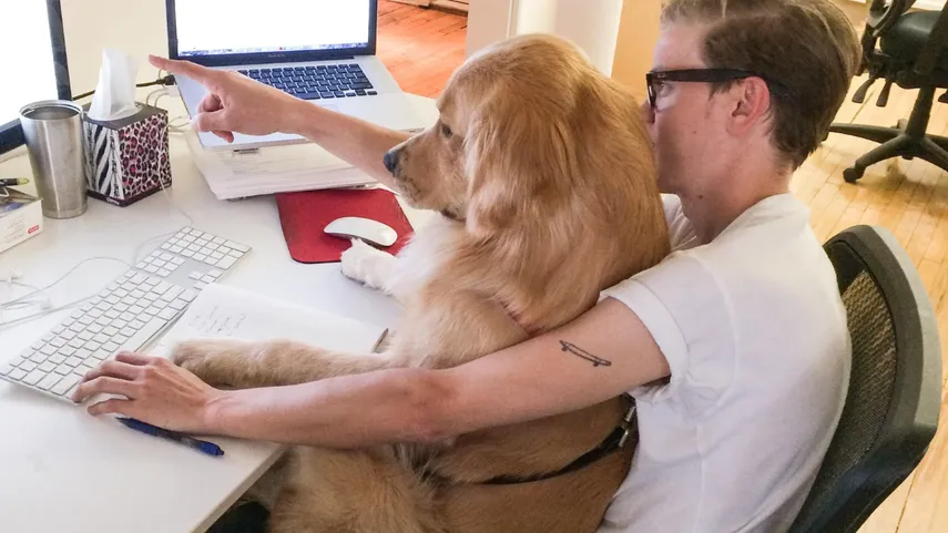 Therapy Dog 