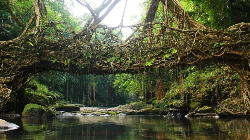Single Root Bridge in Mawlynnong