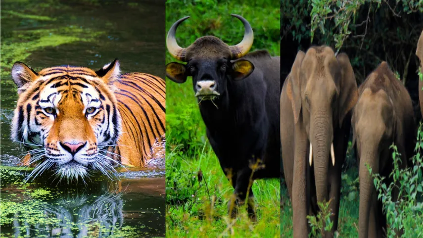 Wild Experience in the Indian Jungle