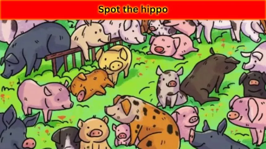 hippo 1