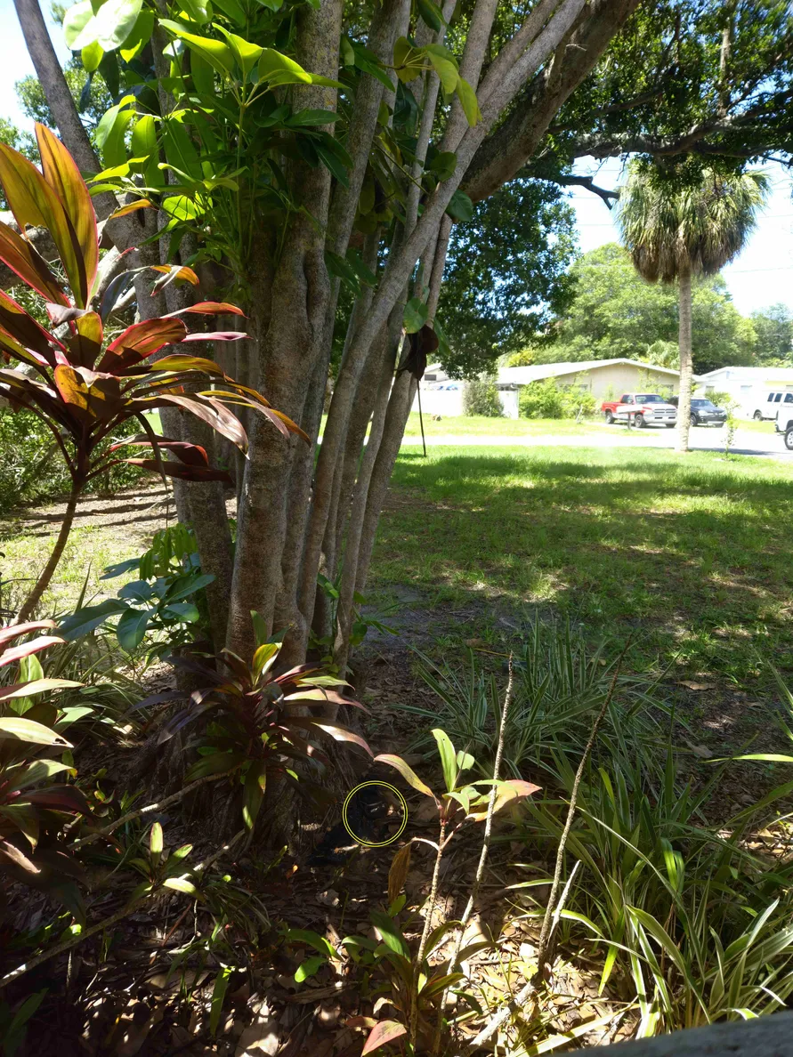Tree Snake 3
