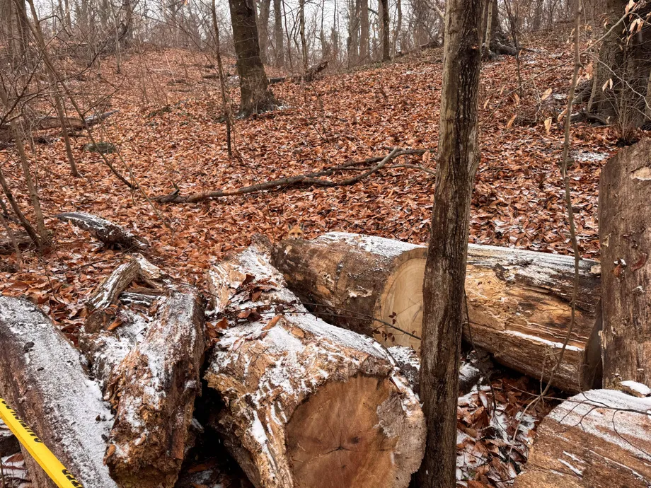 Find The Fox 