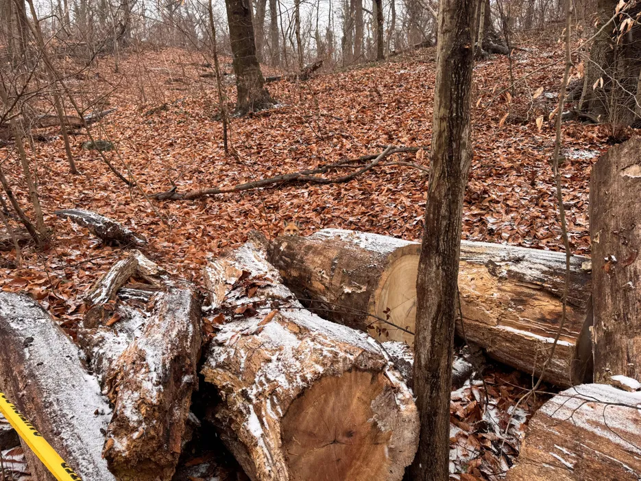 Find The Fox 