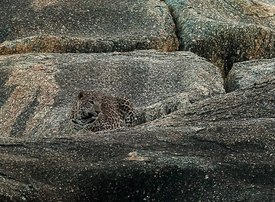 Leopard 4