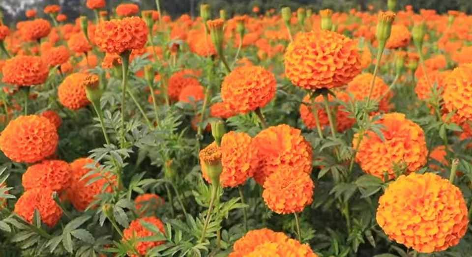 Marigold millionaire and organic seed saver