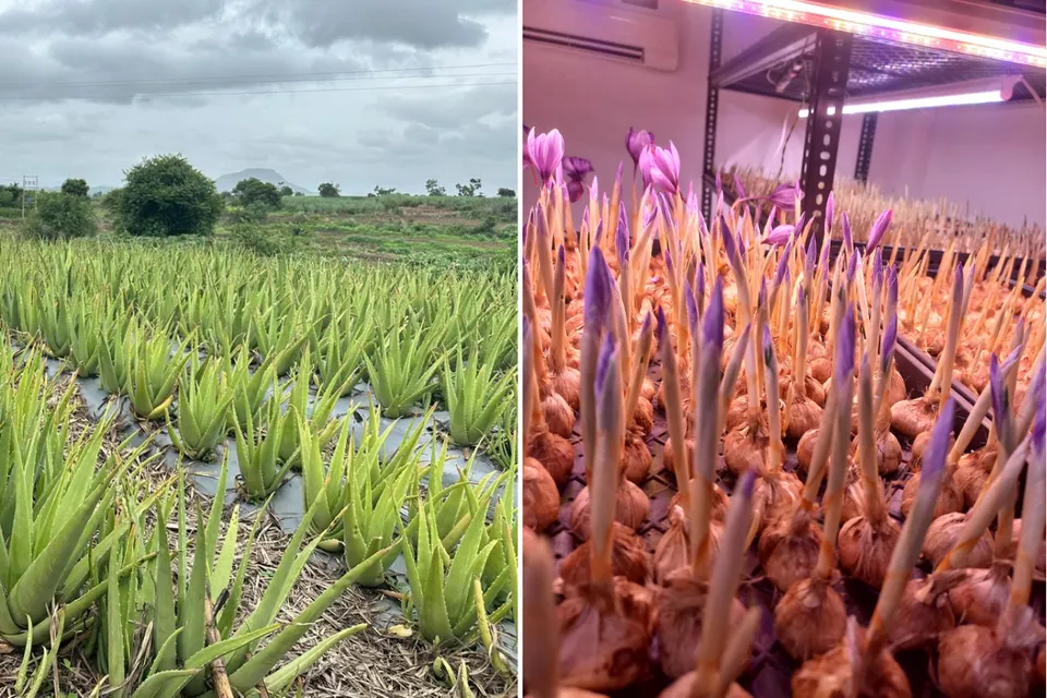 Aloe Vera and Saffron on the terrace