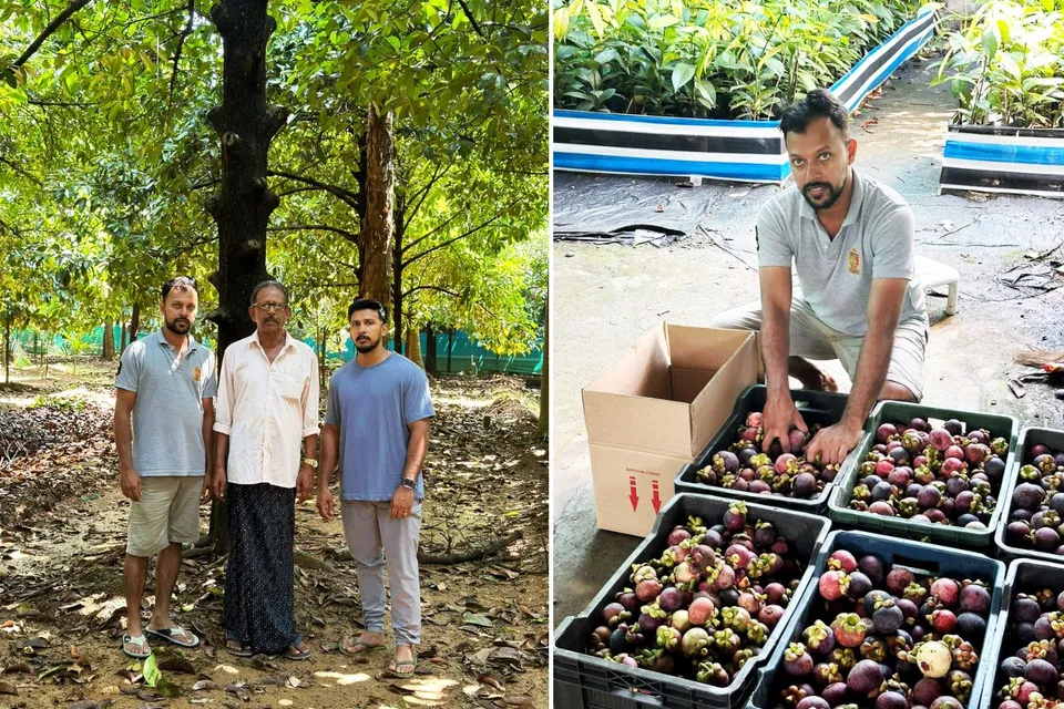 Father-son trio reaps bumper mangosteen harvest; older trees yield 300 kg per season