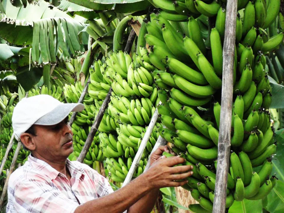 How this farmer harvests 41,000 kg banana and 25,000 kg potato per acre with crop rotation
