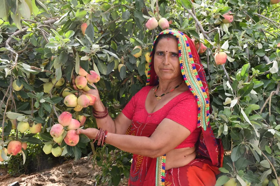 Santosh Devi Khedar grows organic apples in Rajasthan's Sikar district