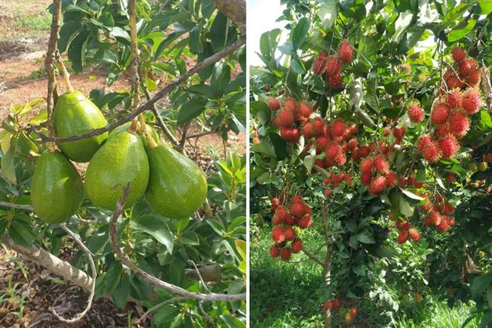 Rambutan and Bhedaghat