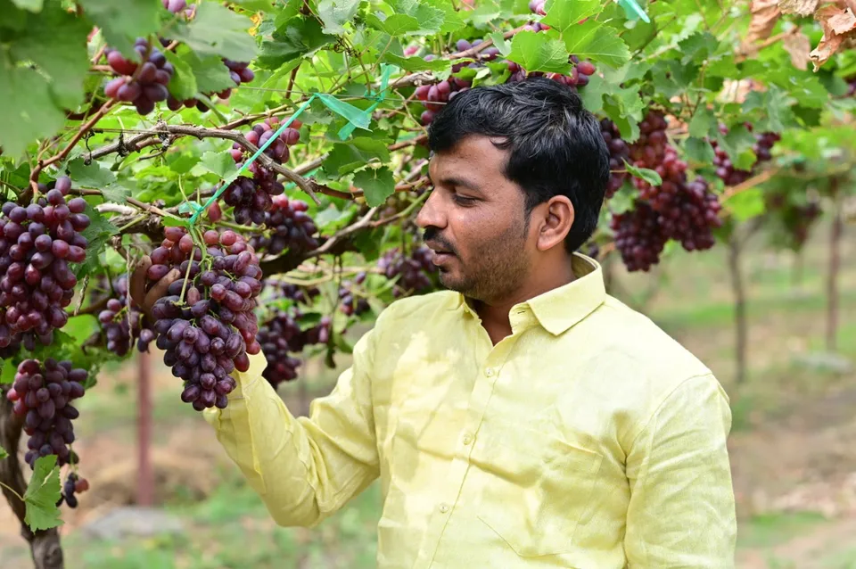 Rahul Rasal on his red grape farm