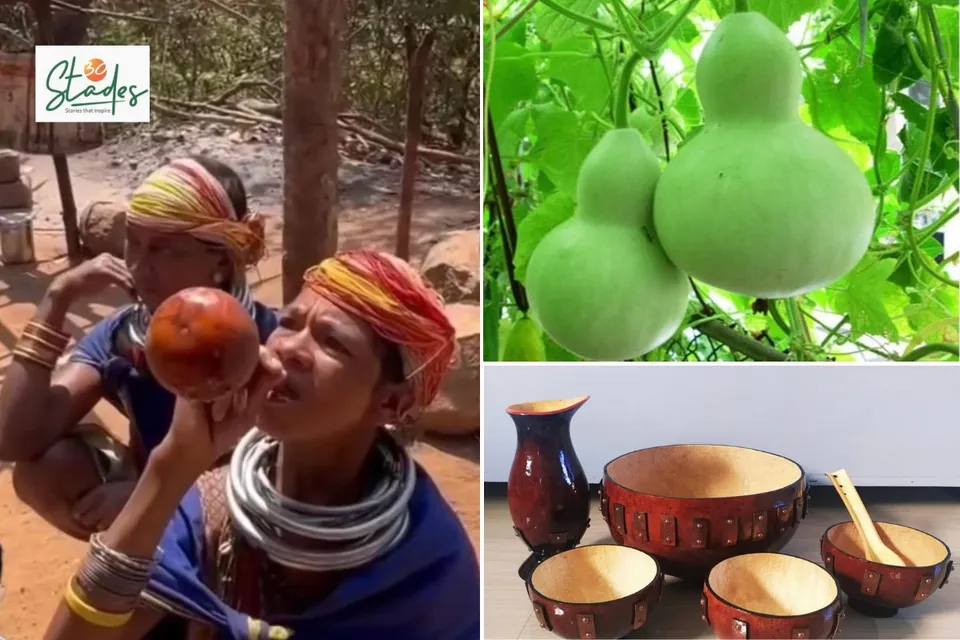 A tribal woman drinking from a Tumba (left), fresh gourd (right, above) and bowls made from gourd (below)