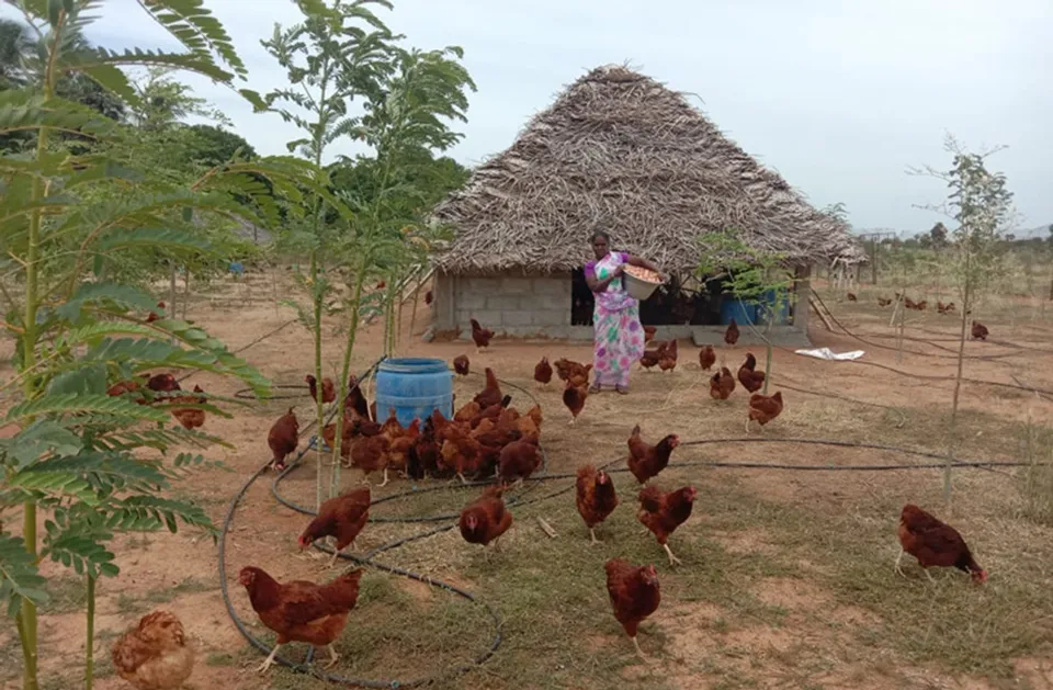 Free-range eggs and microgreens