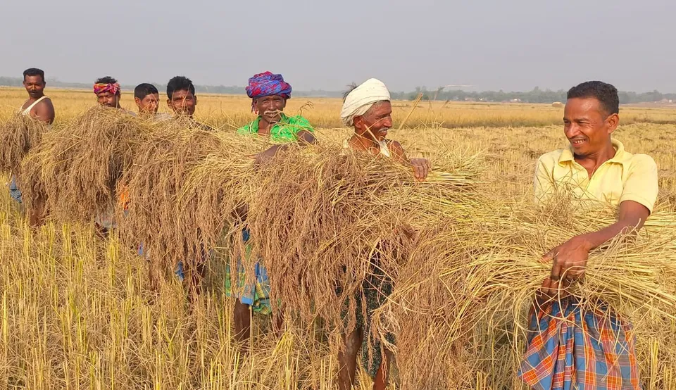 Tribal farmers in Koraput with pigmented paddy harvest