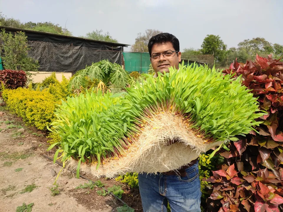 Ashwin Sawant has set up his hydroponics fodder farm and research centre in Junnar, Pune