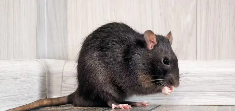 rat