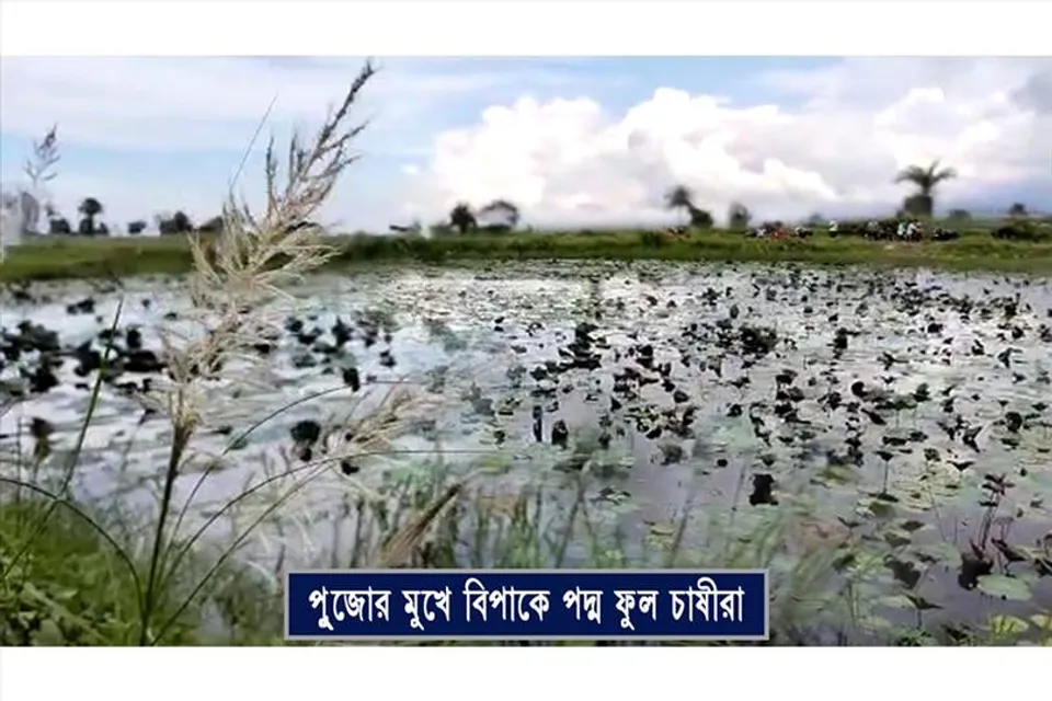 পুজোর সময়ে পদ্ম ফুলের যোগান দিতে হিমশিম খাচ্ছেন চাষীরা