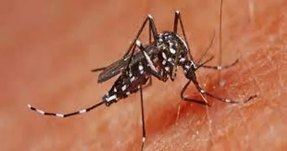 Zika Outbreak: Kanpur Becomes Hotspot for Mosquito-borne Disease