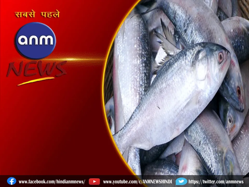 Hilsa