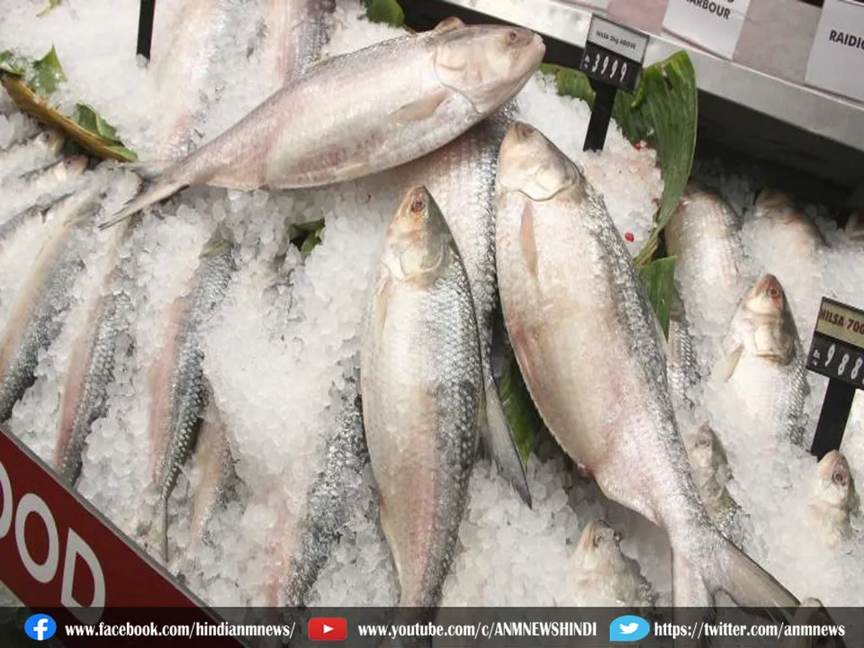 hilsa