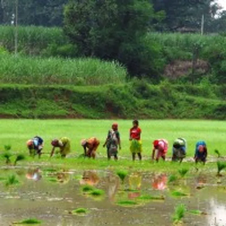 The Under-nourished Backbone of Rural India