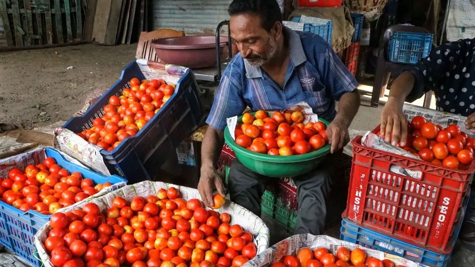 Tomatoes vegetable