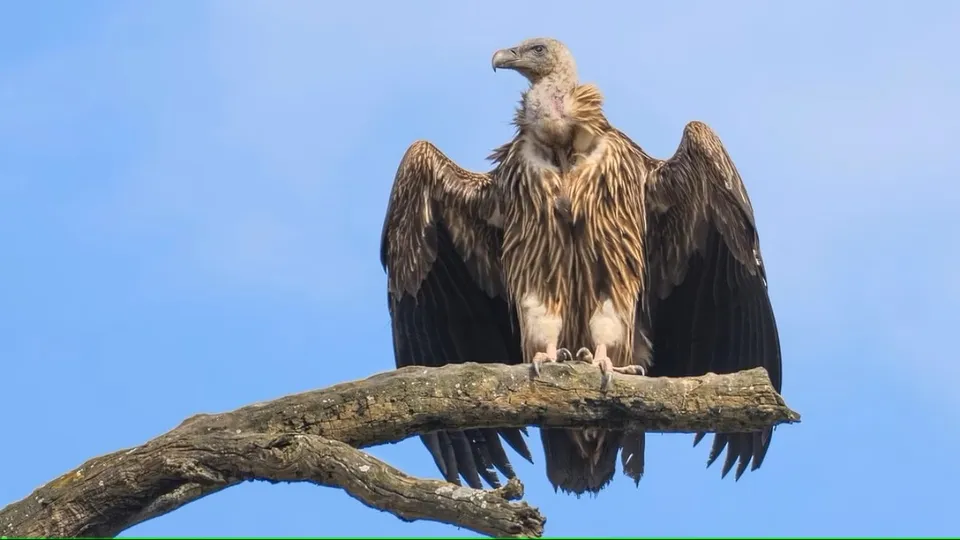 Vulture restaurant set up in Jharkhand