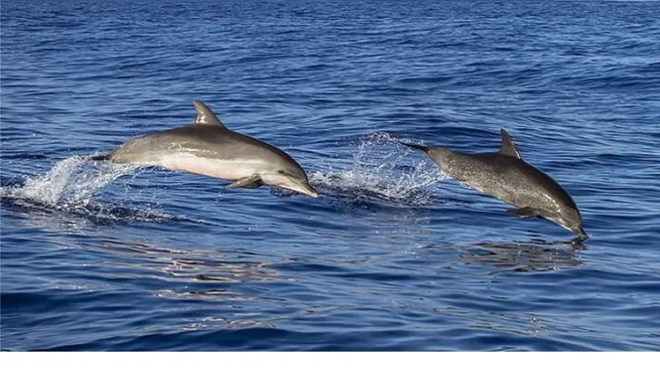 Dolphin image