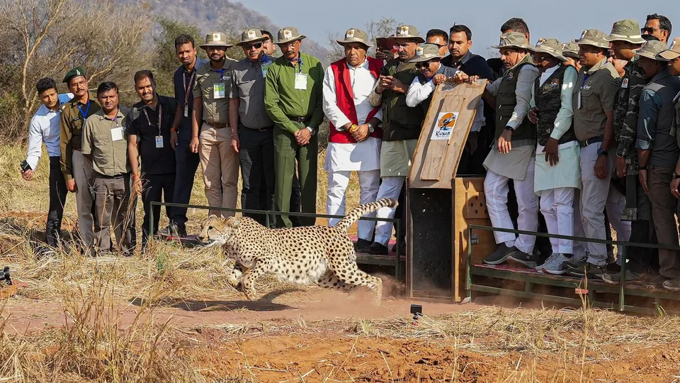 Madhya Pradesh Chief Minister Mohan Yadav releases cheetahs into the Kuno National Park on Wednesday, Feb 5, 2025.