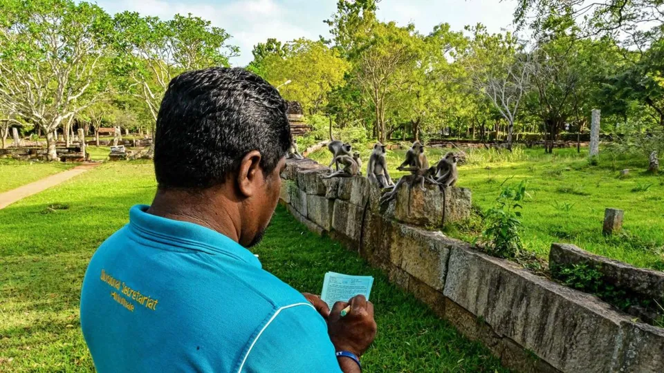Sri Lanka Monkeys Counting