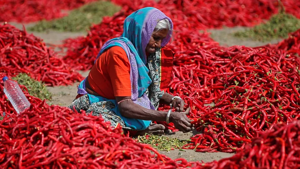 Red chilli