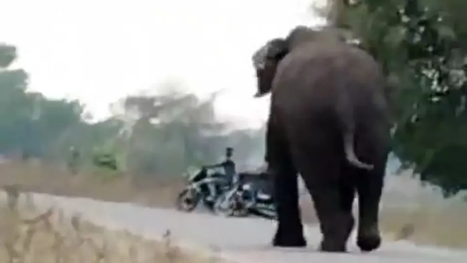 Men on two motorcycles cut across the road in front of the elephant. The men were in the field next to the road and the elephant charged at them as they got close to the road.