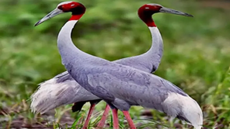 Sarus cranes