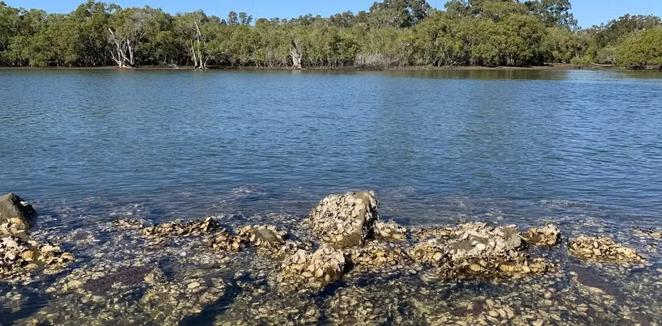 oysters pesticides.jpg