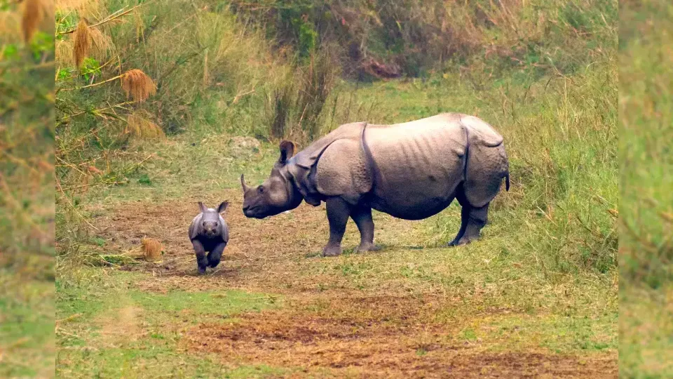 Bihar to constitute 'Rhino Task Force' for reintroduction of rhino conservation scheme in Valmiki Tiger Reserve