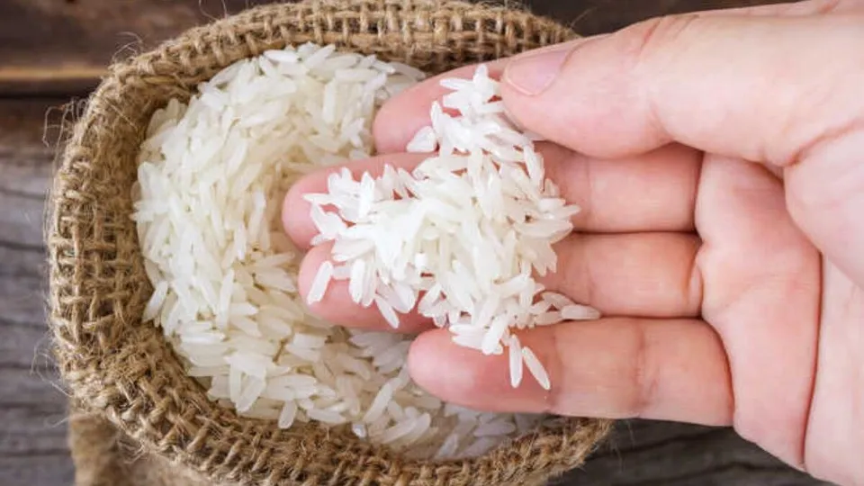 rice grains in hand