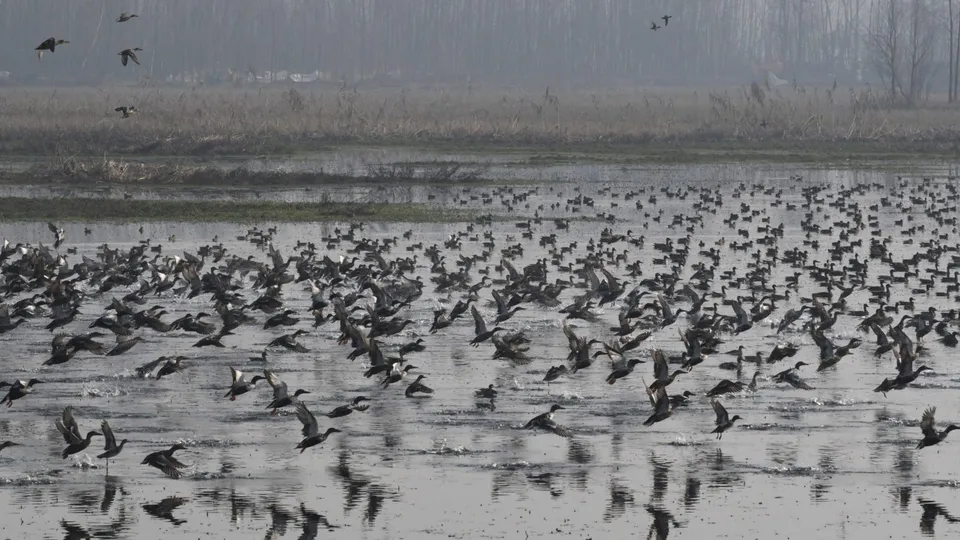 Migratory Birds