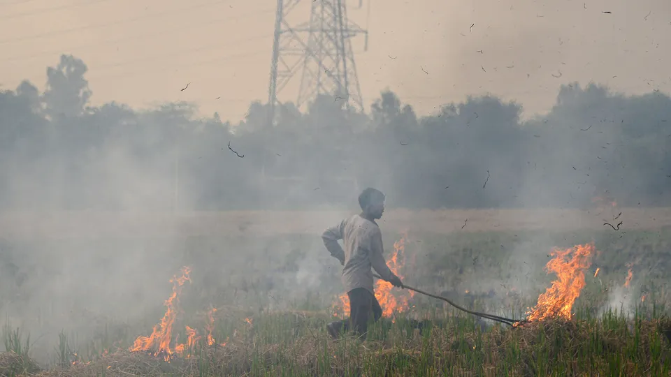 A farmer burns paddy stubble at a field, near Jalandhar, Tuesday, Oct. 31, 2023.