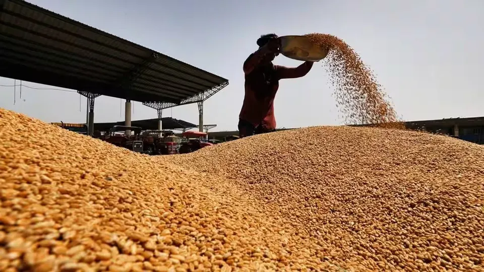 Wheat procurement exceeds last year's total amid robust northern state supplies