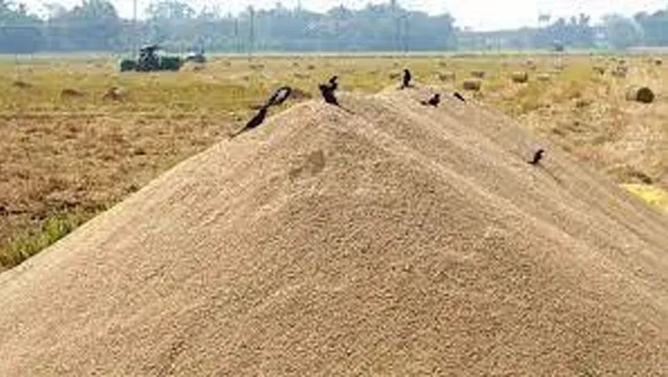 paddy collection