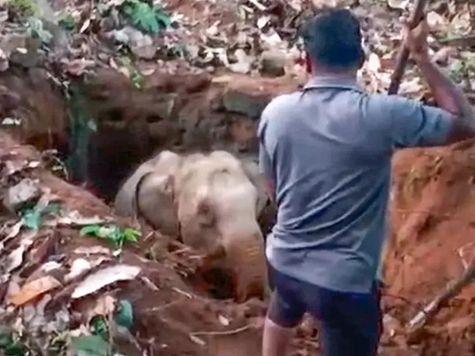 ELEPHANT IN PERUMBAVUR
